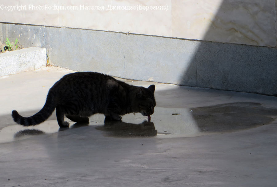 Animal, Cat, Mammal, Manx, Pet, Black Cat, Kitten