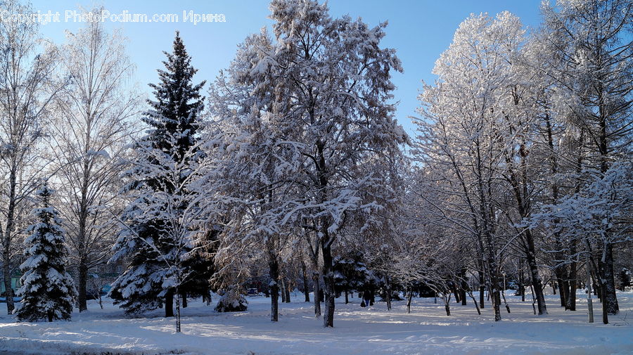 Conifer, Fir, Spruce, Wood, Frost, Ice, Outdoors