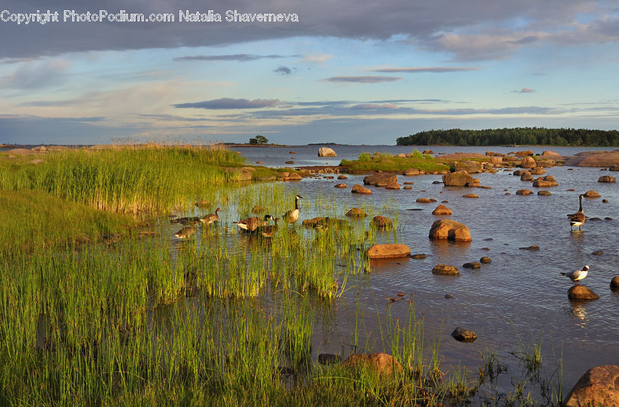 Land, Marsh, Pond, Swamp, Water, Field, Grass