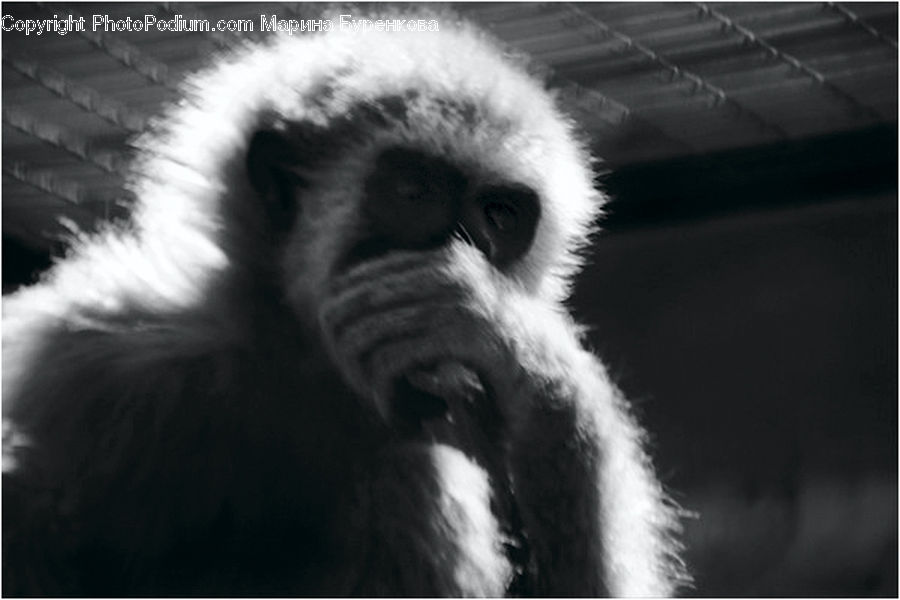 Animal, Zoo