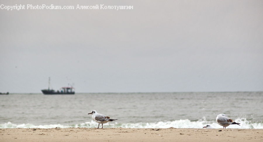 Bird, Seagull, Beach, Coast, Outdoors, Sea, Water