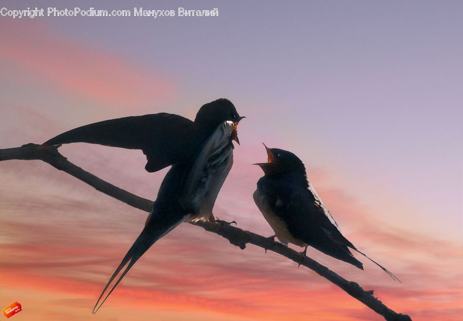 Bird, Blackbird, Crow, Bee Eater, Swallow