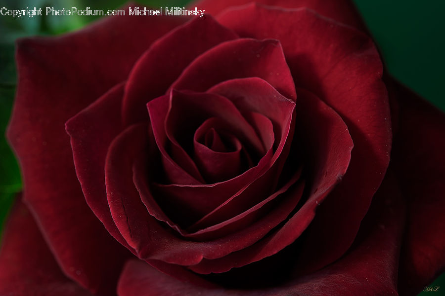 Blossom, Flower, Plant, Rose, Flora, Flower Arrangement, Flower Bouquet