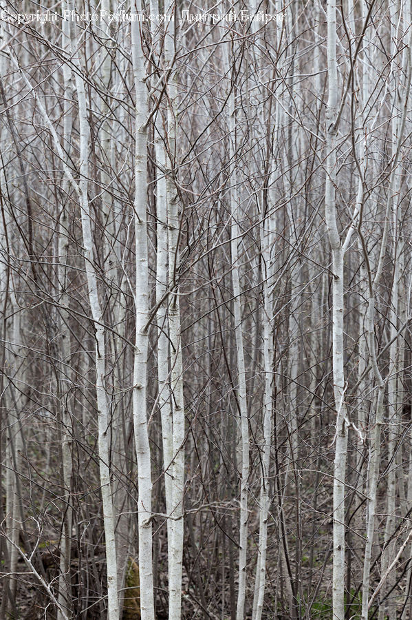 Birch, Tree, Wood, Forest, Vegetation, Plant