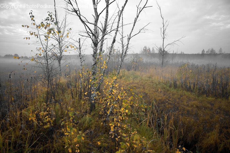 Field, Grass, Grassland, Plant, Fog, Mist, Outdoors