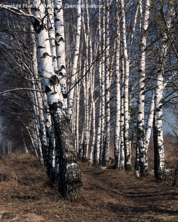 Birch, Tree, Wood, Forest, Grove, Land, Vegetation
