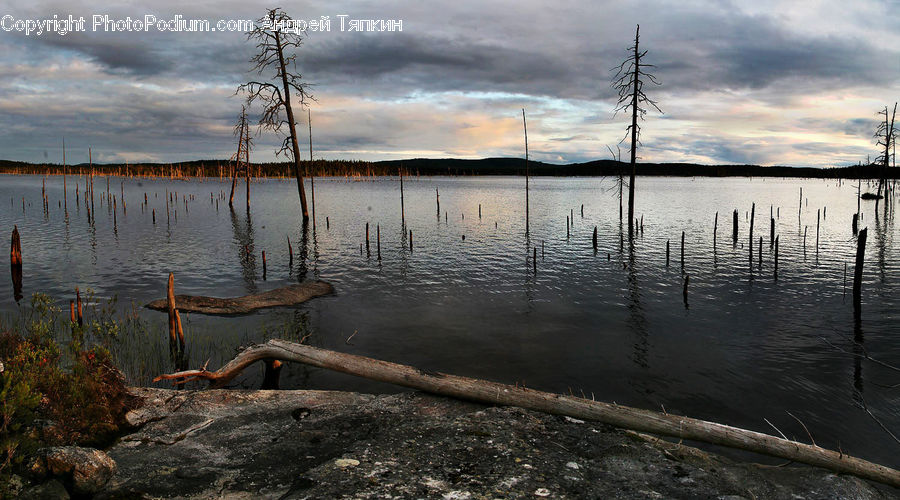 Bush, Plant, Vegetation, Tree, Outdoors, Dock, Landing
