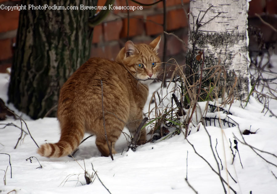 Abyssinian, Animal, Cat, Mammal, Pet, Birch, Tree