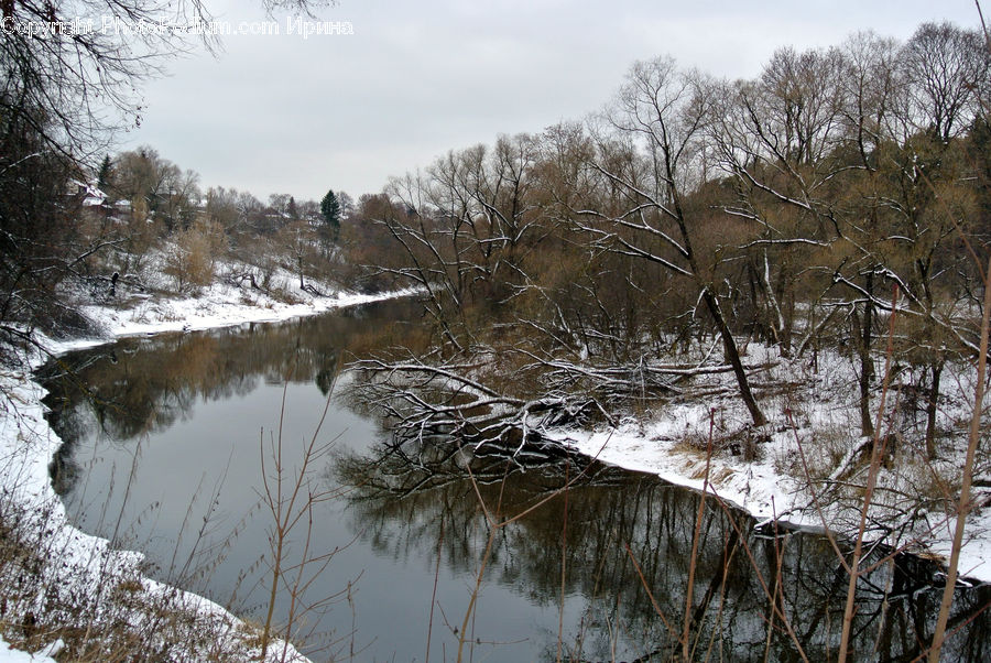 Plant, Tree, Creek, Outdoors, River, Water, Forest