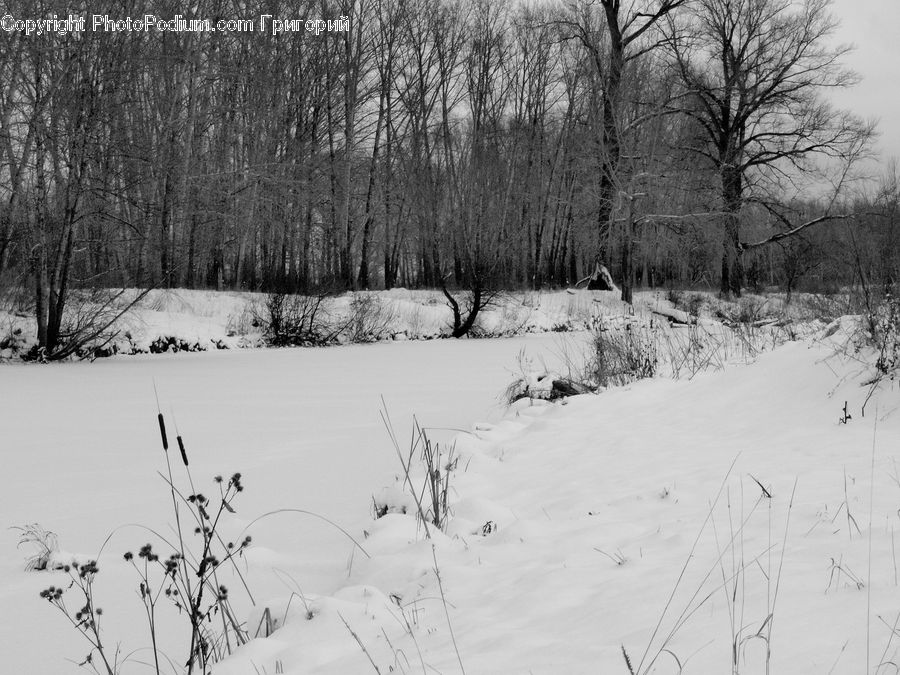 Ice, Outdoors, Snow, Forest, Vegetation, Plant, Tree