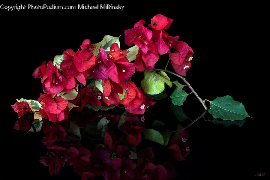 Blossom, Flora, Flower, Geranium, Plant, Rose, Petal