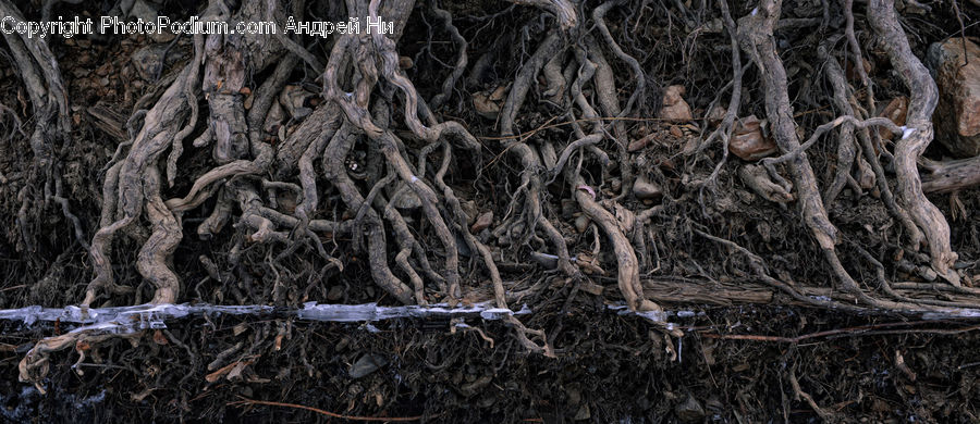 Root, Soil, Plant, Tree