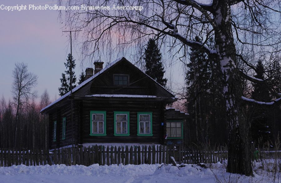 Building, Cottage, Housing, Plant, Tree, House, Oak