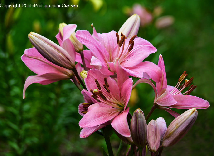 Blossom, Flora, Flower, Geranium, Plant, Gladiolus, Lily