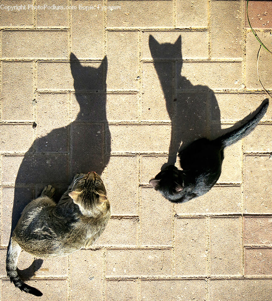 Asphalt, Tarmac, Animal, Black Cat, Cat, Mammal, Pet