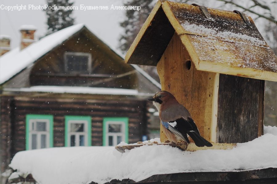 Bird, Jay, Bird Feeder, Ice, Outdoors, Snow