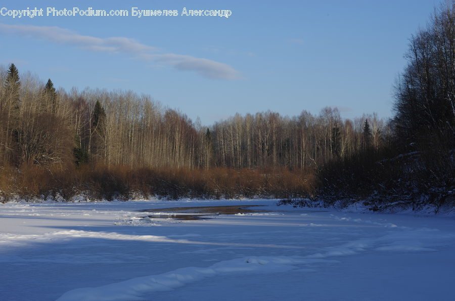 Ice, Outdoors, Snow, Conifer, Fir, Plant, Tree