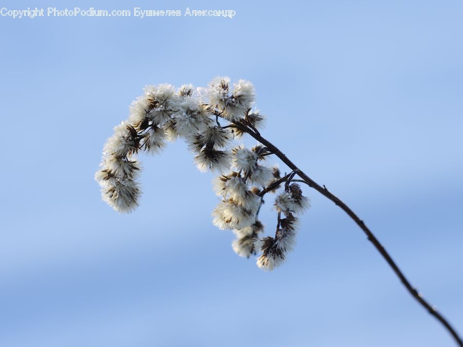 Frost, Ice, Outdoors, Snow, Blossom, Flora, Flower
