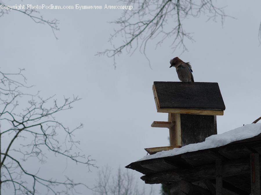 Bird, Blackbird, Crow, Bird Feeder