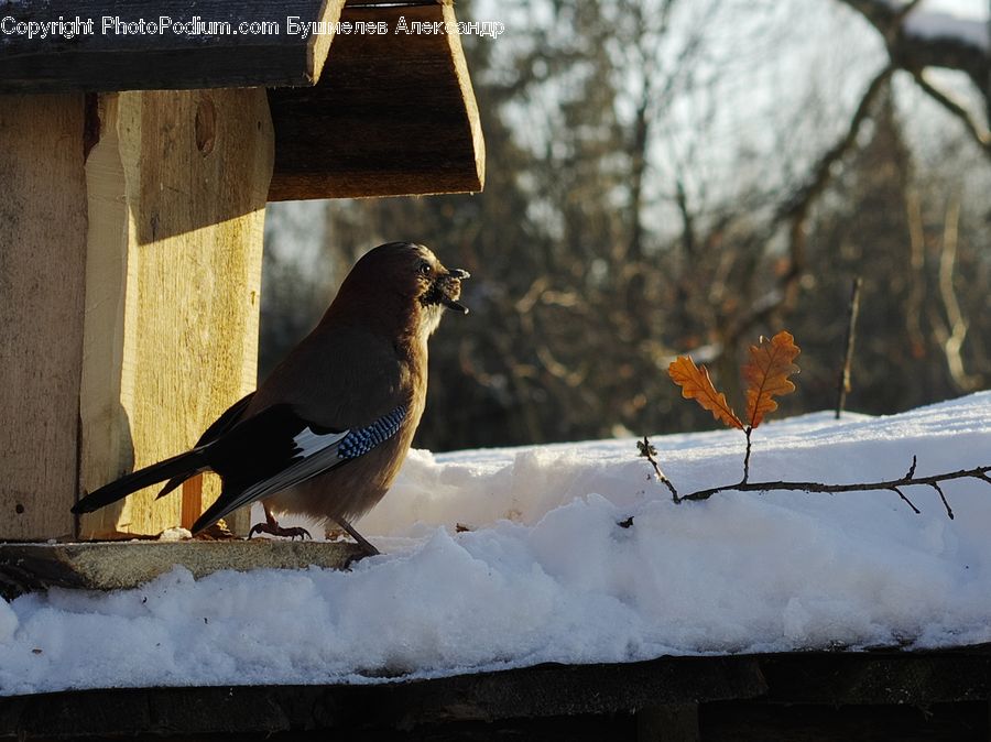 Bird Feeder, Bird, Blue Jay, Bluebird, Jay, Rust, Oak