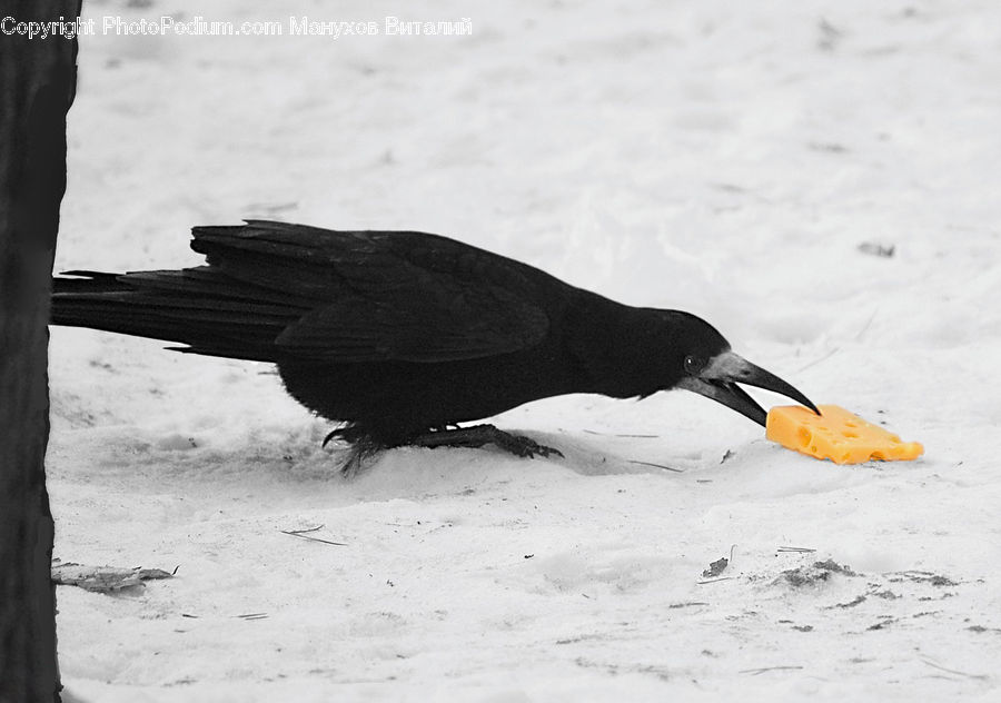 Bird, Blackbird, Coast, Outdoors, Sea, Water, Ripple