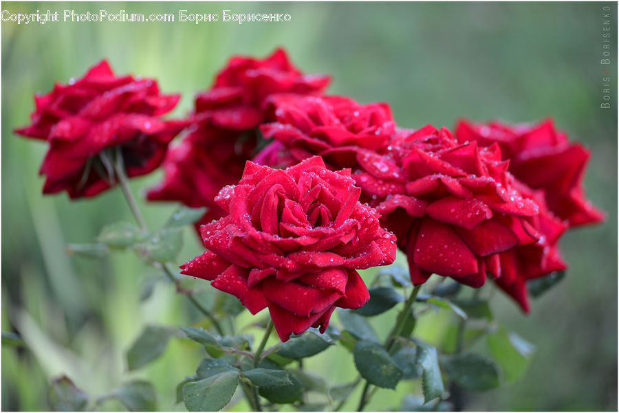 Blossom, Carnation, Flower, Plant, Flora, Geranium, Flower Arrangement
