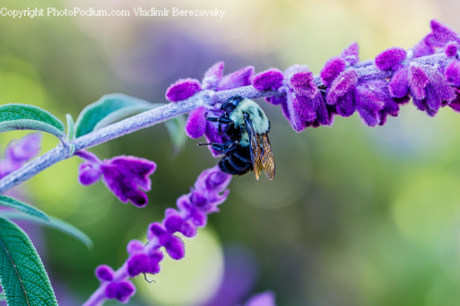 Blossom, Flora, Flower, Geranium, Plant, Bee, Insect