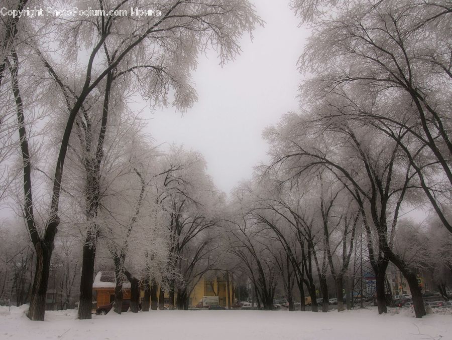 Plant, Tree, Ice, Outdoors, Snow, Forest, Grove
