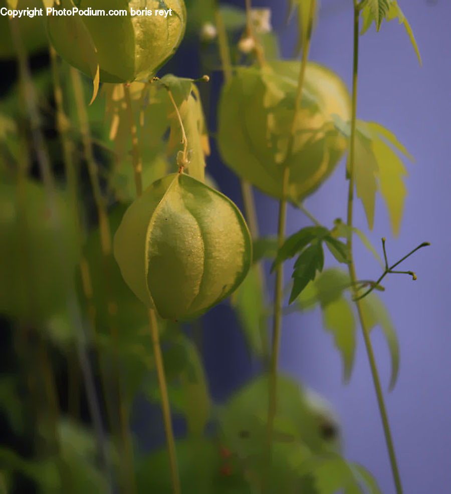 Citrus Fruit, Fruit, Grapefruit, Flare, Light, Sunlight, Plant