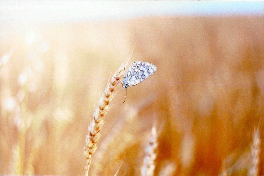 Grain, Wheat, Grass, Plant, Field, Grassland
