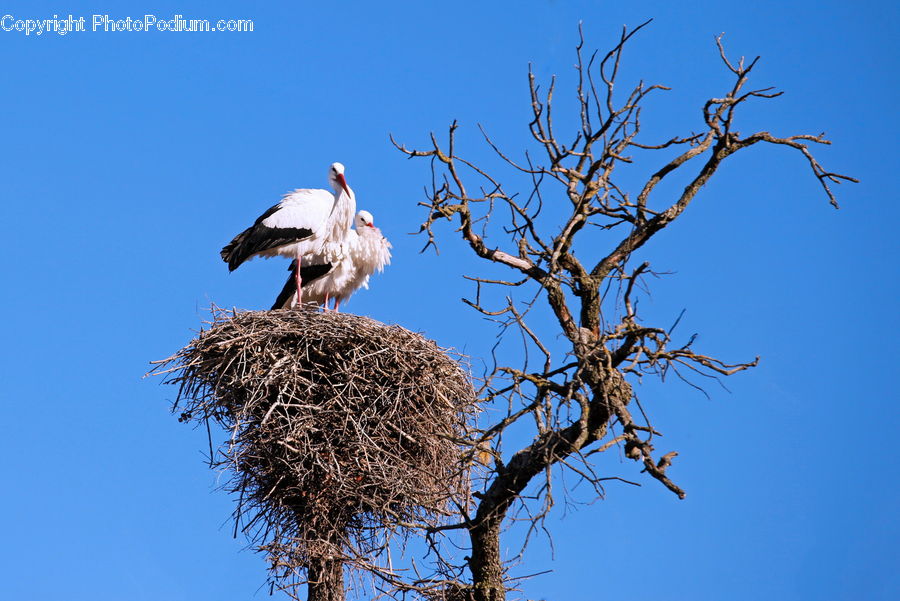 Bird, Stork, Eagle, Bird Nest, Nest