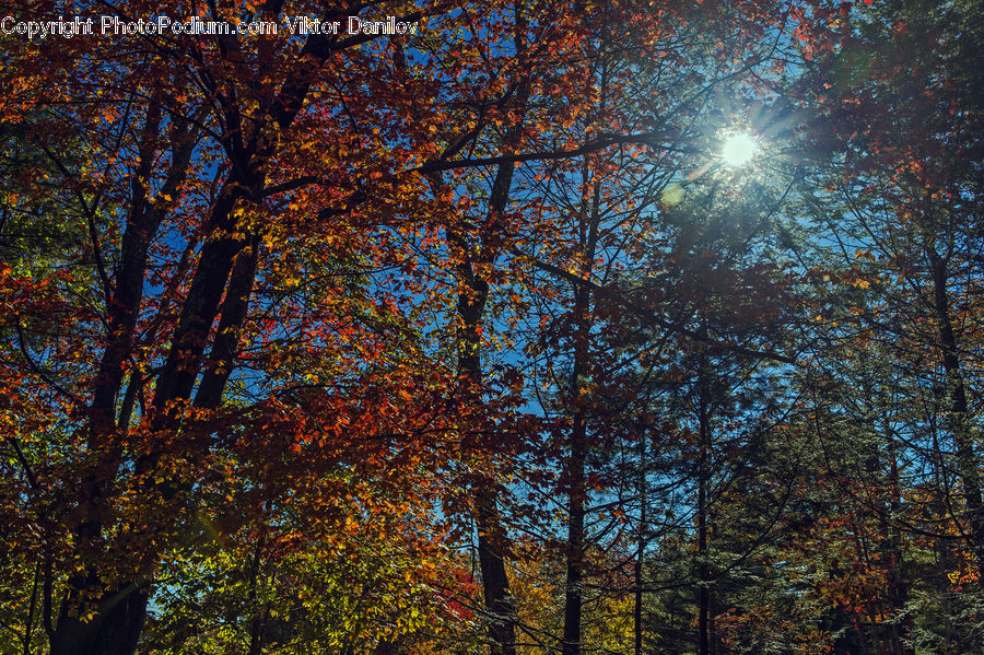 Plant, Tree, Forest, Vegetation, Oak, Wood, Conifer
