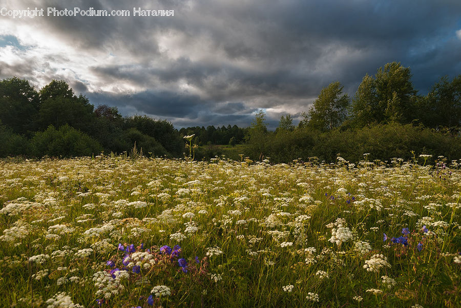 Field, Grass, Grassland, Meadow, Outdoors, Pasture, Land