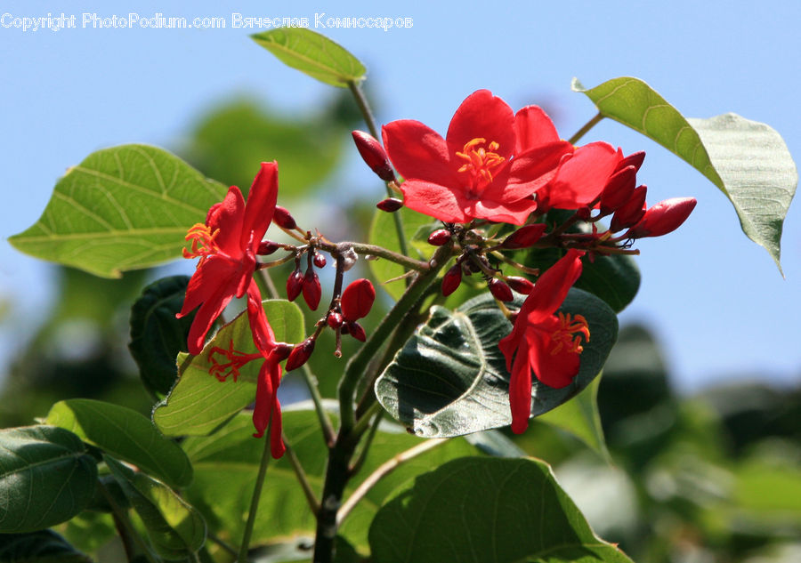 Blossom, Flora, Flower, Plant, Geranium, Hibiscus, Poppy