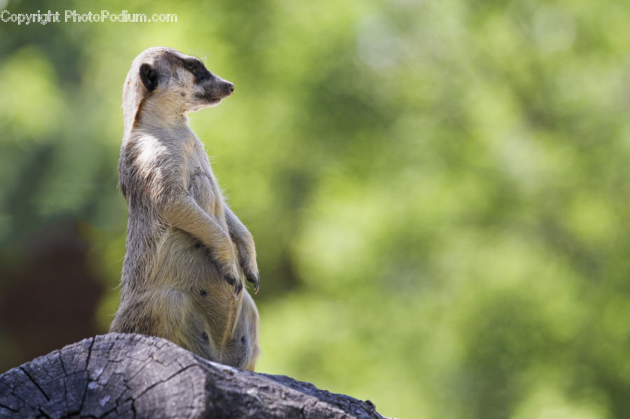 Animal, Mammal, Meerkat, Wildlife, Bird, Buzzard, Harrier