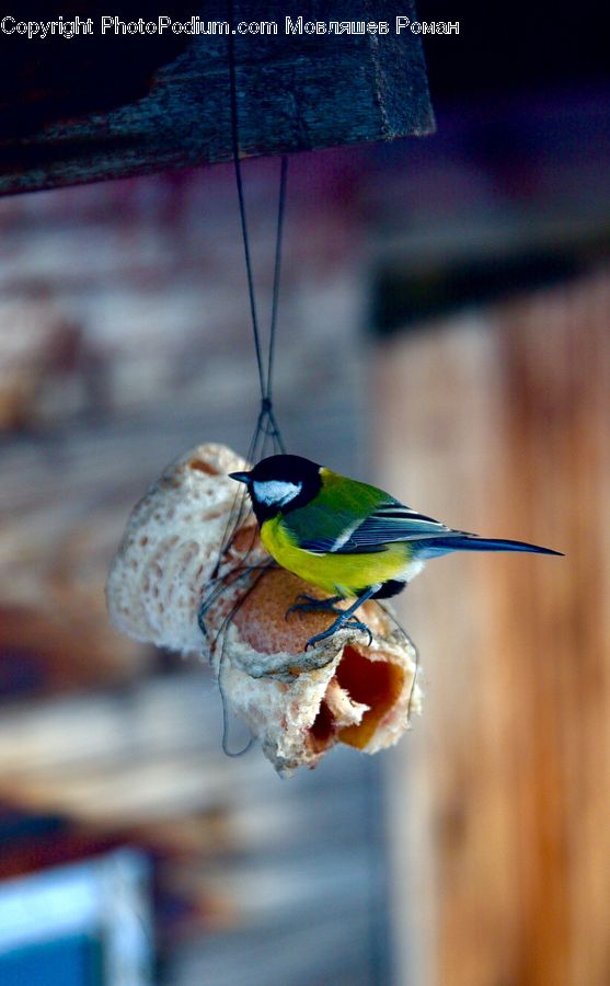 Bird Feeder, Bee Eater, Bird, Beak, Head, Portrait
