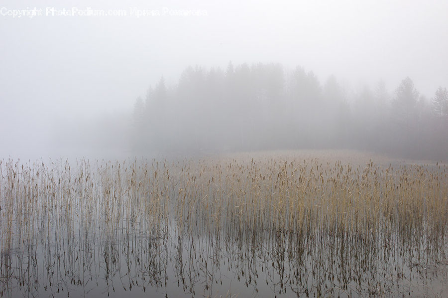 Field, Grass, Grassland, Plant, Fog, Landscape, Nature