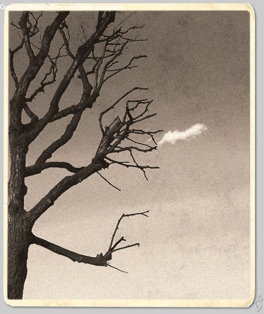 Plant, Tree, Oak, Wood