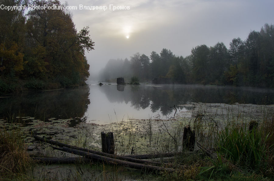 Grass, Plant, Reed, Land, Marsh, Outdoors, Swamp