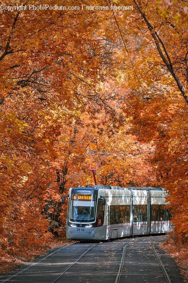 Streetcar, Tram, Cable Car, Trolley, Vehicle, Train, Bus