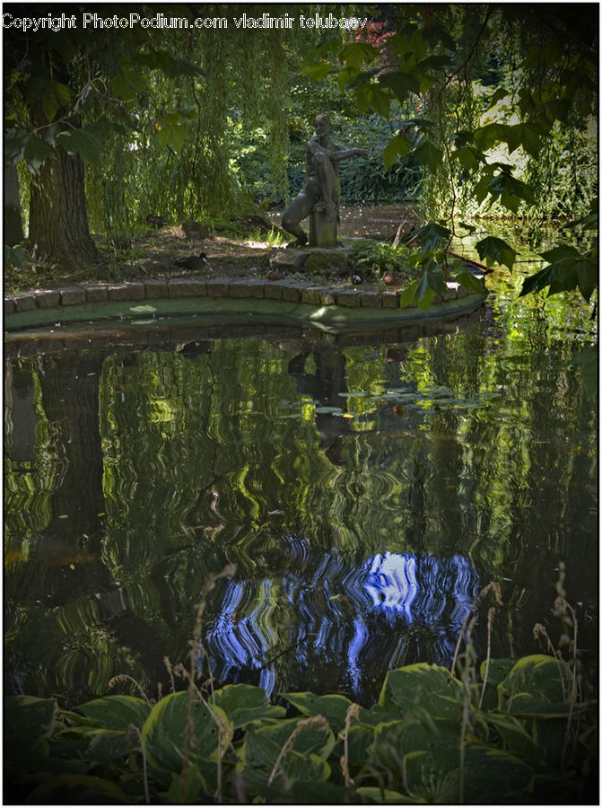 Outdoors, Pond, Water, Forest, Jungle, Ripple, Arecaceae