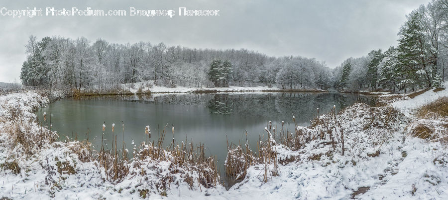 Frost, Ice, Outdoors, Snow, Forest, Vegetation, Conifer