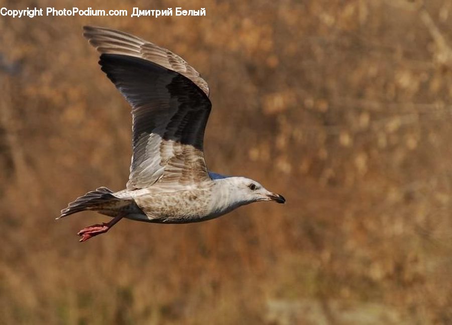 Bird, Seagull, Booby, Goose, Waterfowl