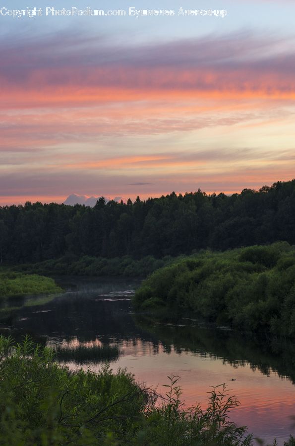 Grass, Plant, Reed, Land, Marsh, Outdoors, Swamp