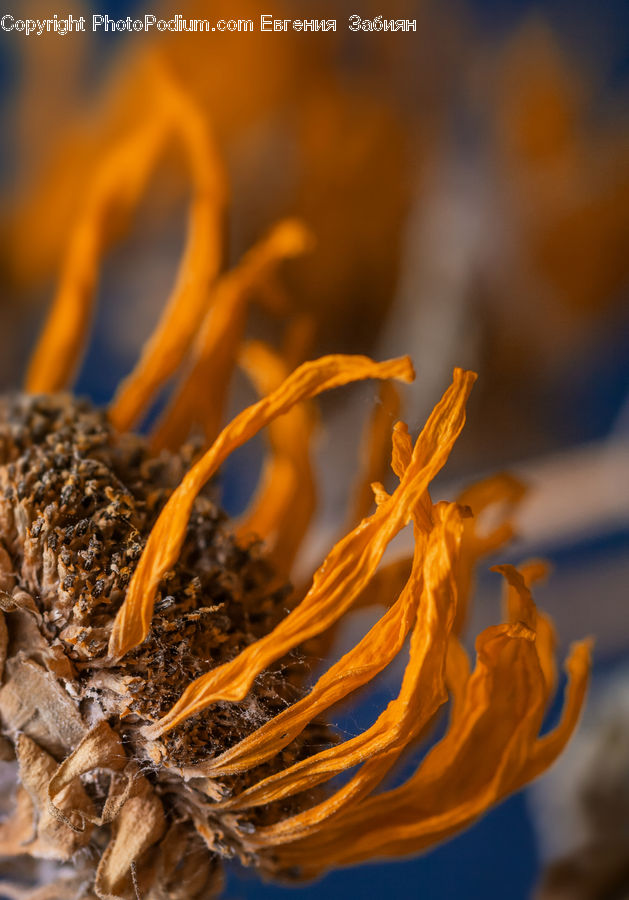 Blossom, Crocus, Flora, Flower, Plant