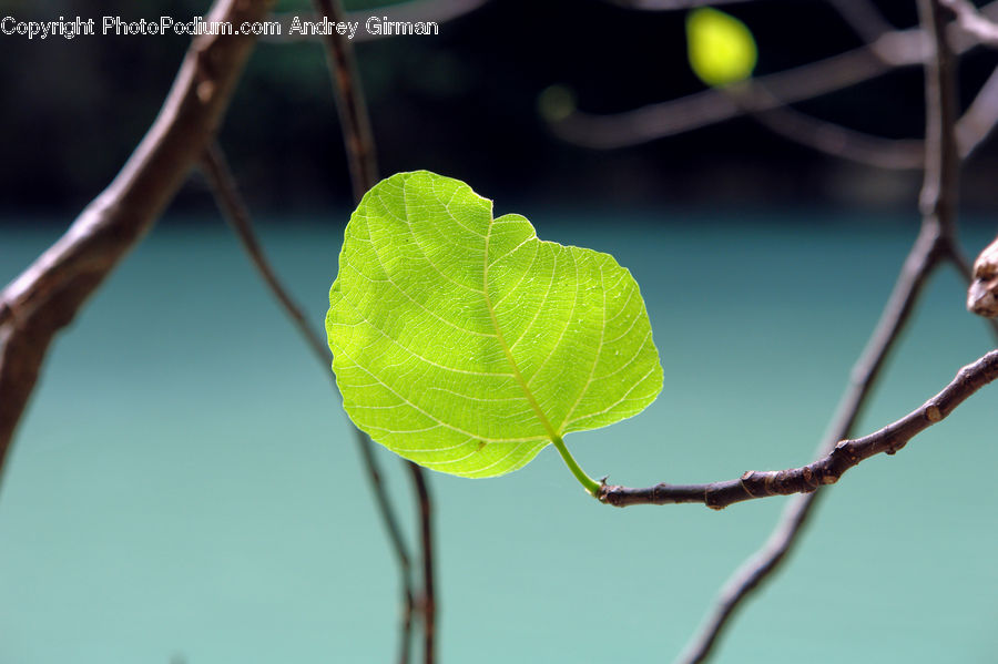 Leaf, Plant, Blossom, Flora, Flower, Birch, Tree