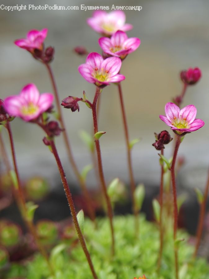 Blossom, Flora, Flower, Geranium, Plant, Cosmos, Petal