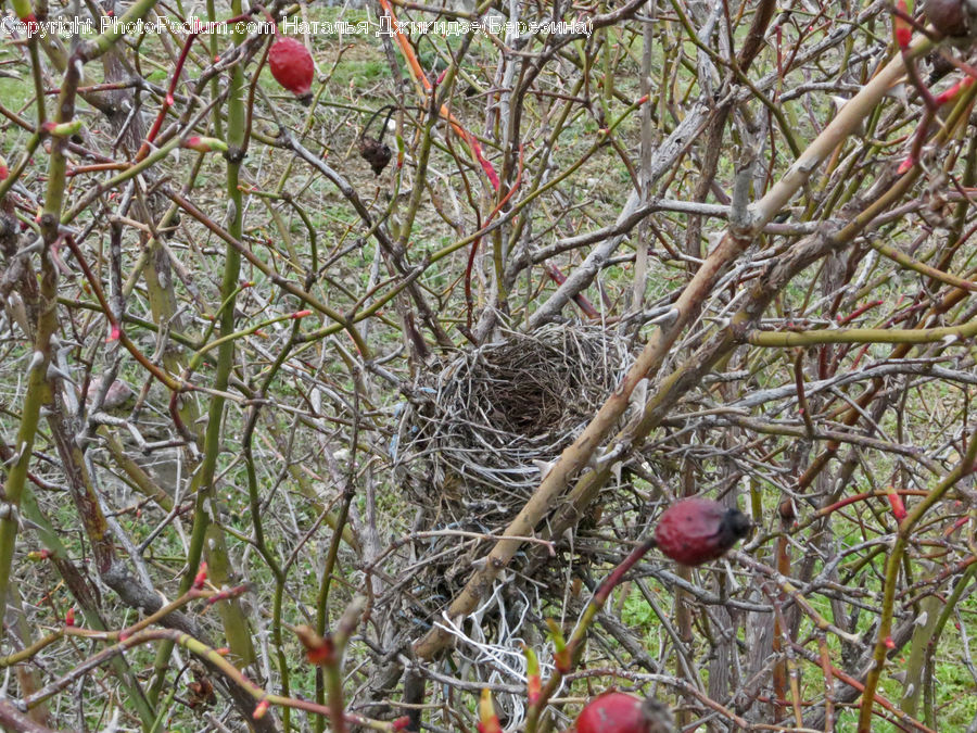 Fruit, Pomegranate, Plant, Bird, Finch, Conifer, Fir
