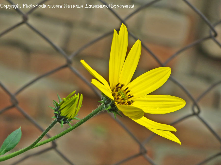 Cosmos, Asteraceae, Blossom, Flora, Flower, Plant, Daisies