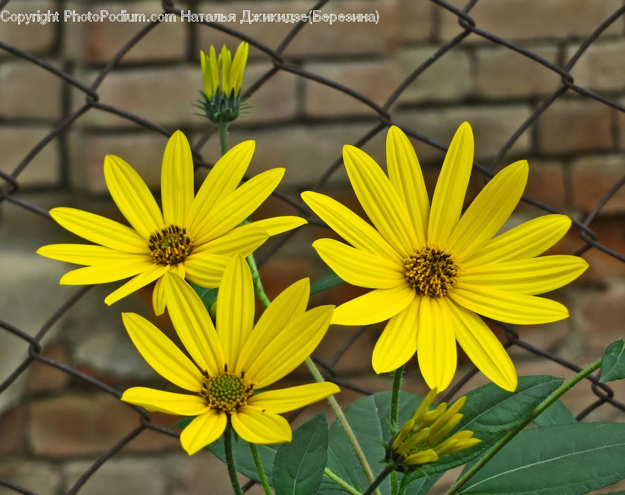 Asteraceae, Blossom, Flora, Flower, Plant, Daisies, Daisy